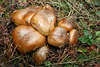 Brauner Ledertäubling Russula Integra Pilzgruppe braun glänzende Pilzhüte, Fruchtkörper