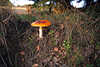 Fliegenpilzhut am Stiel in Laub Gräser Naturbild rot-orange Hutpilz