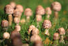 Einzelpilz Rundkopf inmitten Pilzfamilie