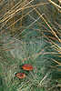 Pilzpaar im Gras braune Pilze im Gras