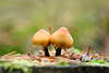 Pilzpaar Foto im Wald Nässe zwischen Nadeln auf Holz abgesägtem Baumstumpf im Mischwald