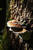 Fichtenporling am Baumrinde braun-weiss-rötlicher Pilz Holzbewohner Naturfoto