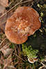 40057_ Kräuter-Seitling Pilz, Pleurotus eryngii Foto