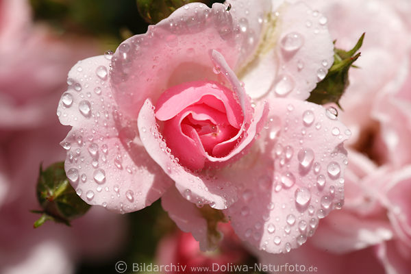 Rosenblte in Tautropfen Rosa Climber nass rosawei Blte, helles Makrobild