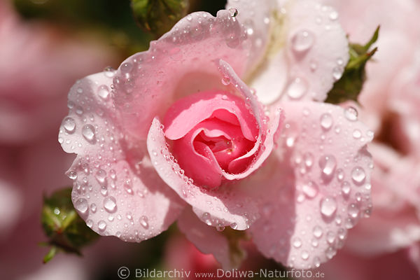 Rosenblte in Wassertropfen rosawei Climber Blte nass, hell, Knospen formatfllend, Rosa image