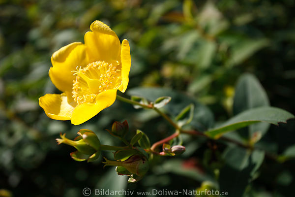 Altenrose gelbe Blte, Alte-Rose, Bodendeckerrose, Gelbblte, grne Bltter