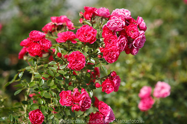 Rosenstrauch Rotblten Pfingstrosen Blumen hoch, dicht gewachsen, grne Bltter