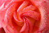 Rose Blütenspirale in Tau Wassertropfen Makrofoto hell-grell Rotfarben