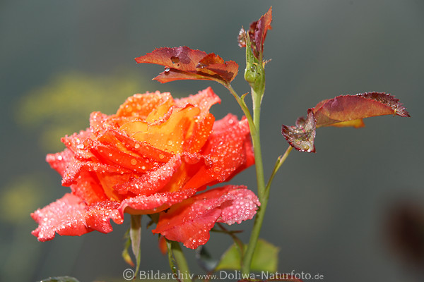 Rotgelbe Rosenblte in Wassertropfen Rotbltter nass bespritzt, feuchte Blumen
