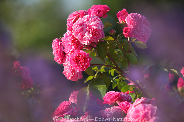 Rosa-Rosen Bltenstrauch Ponien hell, weich-rand, rosa-rot, Zierblumen Unschrfe, blhen in Grnbltter, Rosa image