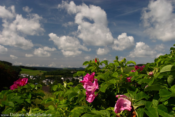 Kartoffel-Rose Bilder Rosa rugosa lila Wildblten am Himmels Wolken Landschaftsfotos