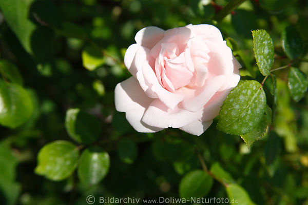 Gartenrose rosawei, Rose Zierpflanze, Rosa Climber, Kletterrose Blte, grne Bltter