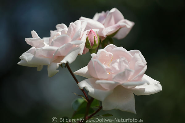 Rosentrio Blumenbild, weisse Blten, lila Knospe, Rosenzweig im Garten