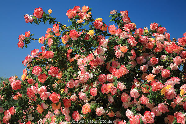 Rosenbltenflle farbenfroh blhende Blumen