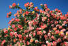 Bltenflle am Rosenstrauch Foto farbenfroh blhen dicht in Grnbltter