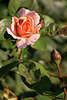 Rose Blte & Knospe Foto, Gartenrose Rosablte Rosa photo, Zuchtrose Gartenfotografie