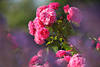 Rosen Bltenstrauch Foto Komposition Zierblumen in Unschrfe getaucht rosa-rot blhen in Grnbltter