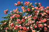 Rosenstrauch Bltenmenge Foto rot-weiss-gelb dichte Blumenpracht am Blauhimmel