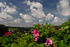 Kartoffel-Rose Bilder Rosa rugosa lila Wildblten am Himmels Wolken Landschaftsfotos