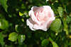 807001_ Gartenrose rosawei Zierpflanze Gartenfoto, Rose Rosa Climber Kletterrose Blte in grnen Blttern