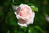 807005_ Rose Climber mit Rosenblatt, Gartenrose rosawei Gartenfoto, Rosa Kletterrose Blte mit Grnblatt