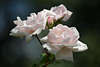 807011_ Rosentrio weisse Bltentrio mit Knospe, Rosenknospe mit Rosenzweig in Blumenbild aus Garten