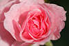 807016_ Duftrose in Regentropfen, Gartenrose rosawei nasses Rosenfoto, Zierpflanze Gartenbild, Rosa Kletterrose