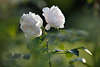 911549_ Weisse Rosen am grnen Rosenzweig Bild in Gartensonne Weirosen Bltenpaar Foto