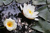 Seerosen Schwimmblumen-Duo Himmel Zweige Wasser-Spiegelung Naturfoto Blütenpaar