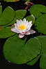 705045_ Weisse Seerose Blüte Naturbild auf Wasser-Blätter grün Blattteppich
