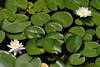 705048_ Seerose Weisse Nuphar Blüten Paar, Nymphaea alba Foto in Wasser über grüne Blätter Blattteppich