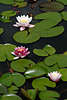 705052_ Seerosen Blüten Trio weiss-lila Nymphaea Naturbild zwischen grünen Blätter in Wasser