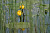 43674_ Mummel Teichrosen Naturbild über Grünschilf Blauwasser gelbe Seerosenblüten-Paar
