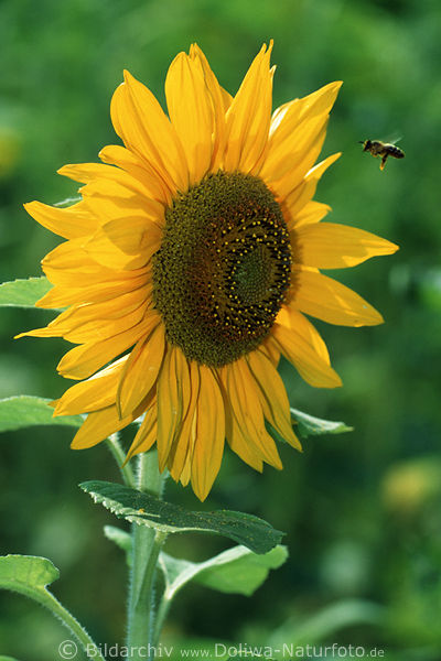 Sonnenblume mit Biene Fluginsekt schweben an Gelbblte Schild in Gegenlicht