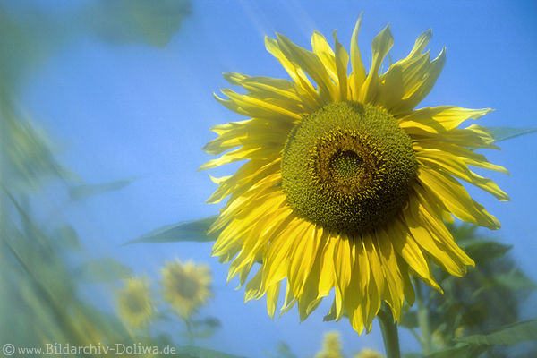 Sonnenblume Gelbblte Fotodesign verwischt Blauhimmel Bewegung abstrakt