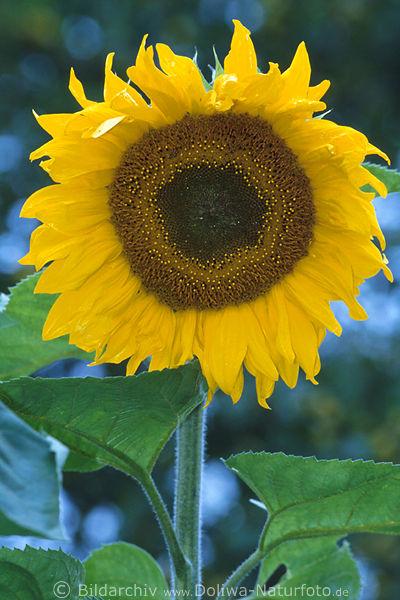 Sonnenblume Blte gelb in Gegenlicht Makro grn Zweifarben Stngel