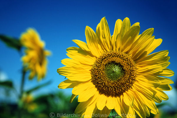 Bltenscheibe Sonnenblume rund Gelbblte