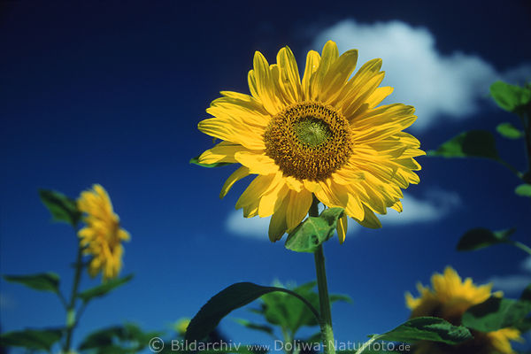 Bltenscheibe gelb Sonnenblume rund Himmel blau