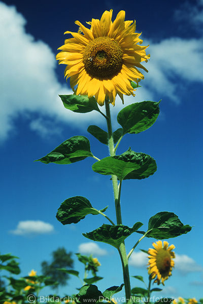 Langstielblte Sonnenblume lang Hochstiel am Blauhimmel