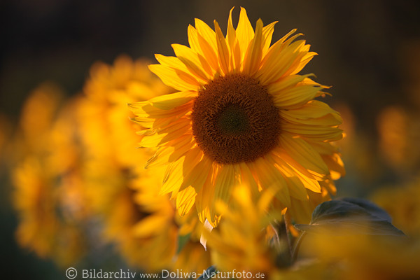 Sonnenblume Gelbbten Reihe in Gegenlicht Rundkragen Blttchen um Fruchtscheibe
