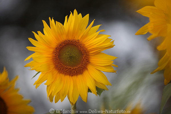 Gelbe Strahlenblten rund um Samenscheibe mit Krner Sonnenblume
