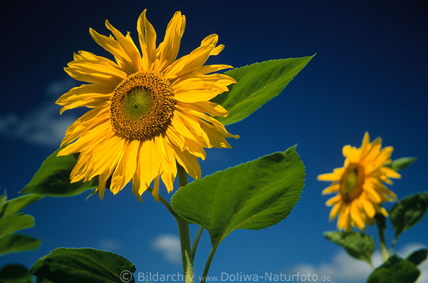 Sonnenblumen Paar am Blauhimmel Gelbblte Grnbltter Kalender Superbild