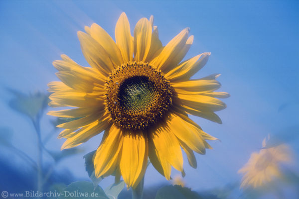 Sonnenblume Strahlen am Blauhimmel Gelbblte Abstraktbild Bewegung Unschrfe Fotodesign