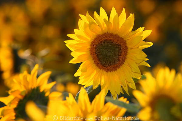 Sonnenblumenfeld in Gegenlicht runde Gelbbte Lanzettenbltter um Fruchtscheibe
