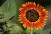 Rotgelb Sonnenblumeblüte Bild Helianthus atrorubens Druckmotiv am Grünblatt