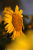 Sonnenblüte Großscheibe Naturbilder rund Sonnenblume gelbe Blättchen Makrofotos um Fruchtscheibe