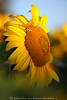 Großschild runder Sonnenblüte Florafoto Fruchtscheibe gelb Blättchen Sonnenblume Makrobild