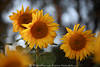 Sonnenblume rund gelb-rot Kornscheibe-Trio Strahlenblüten Naturfoto verwischt heller Hintergrund