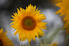 Gelbe Strahlenblüten rund um  Samenscheibe Bild mit Körner Sonnenblume Naturmotiv
