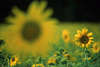 Sonnenblumenfeld Fotografie Schärfe Unschärfespiel gelb runden Blüten Flora Helianthus annuus